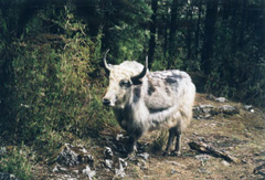 Yak